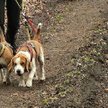 Pies, smycz i las – to wystarczy do dogtrekkingu
