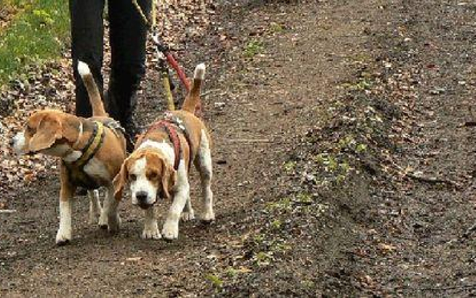 Pies, smycz i las – to wystarczy do dogtrekkingu