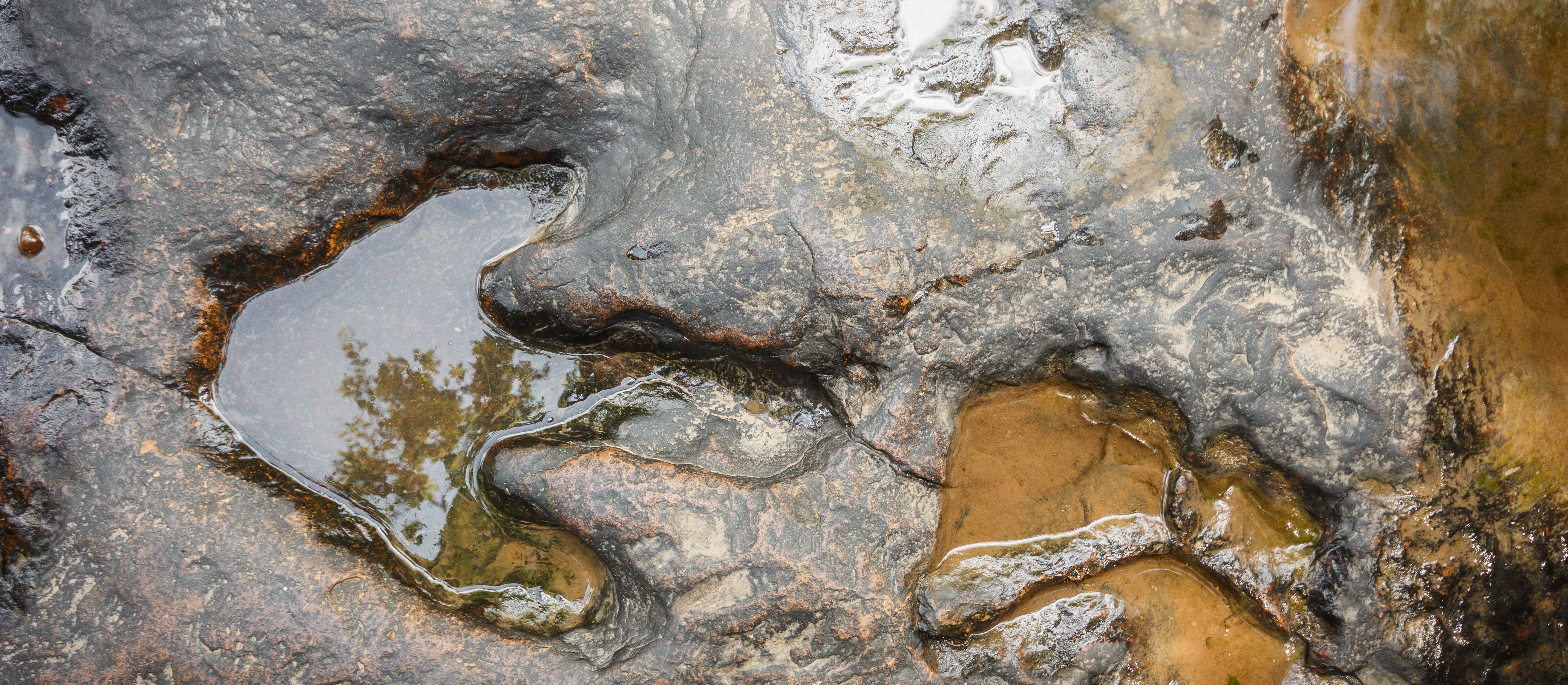 Sztuczna inteligencja zbada ślady dinozaurów. Naukowcy udostępniają aplikację