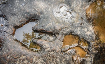 Naukowcy stworzyli aplikację, która będzie wspierać identyfikację śladów dinozaurów