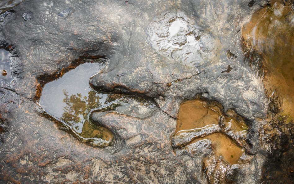 Naukowcy stworzyli aplikację, która będzie wspierać identyfikację śladów dinozaurów