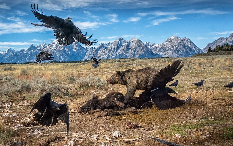 Park Narodowy Grand Teton, Wyoming, 2014 r.