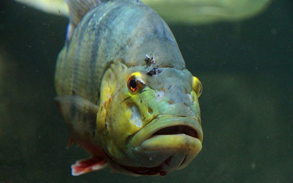 Oceanarium w Rotterdamie