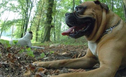 Bez mandatu za spacer bez smyczy