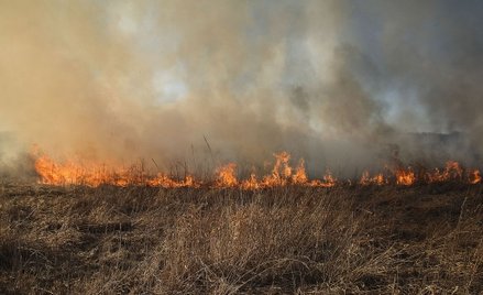 Biebrzański Park Narodowy płonie. Akcja gaśnicza z powietrza