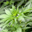 Kanada: Alkohol i marihuana tylko dla zaszczepionych. Wzrost zainteresowania akcją szczepień