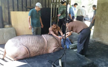 Zmarł ostatni samiec nosorożca sumatrzańskiego w Malezji