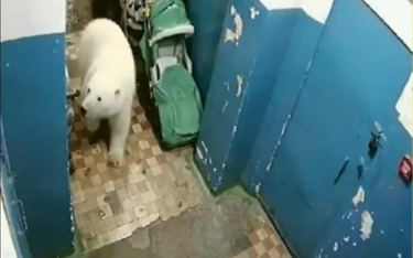 Biały niedźwiedź spaceruje po klatce schodowej jednego z domów na Nowej Ziemi
