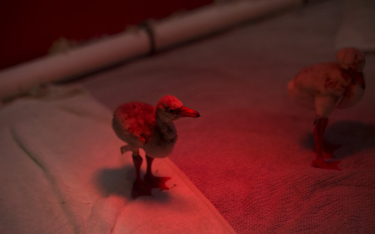 RPA: Uratowano tysiące piskląt flamingów. Groziła im smierć