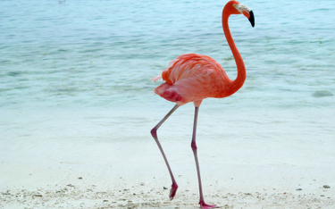 Bahamy: Luksusowy hotel szuka opiekuna dla flamingów