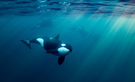 Cieśnina Gibraltarska: Zatonął 15-metrowy jacht. Zaatakowały go orki