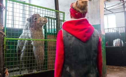 Chciała uspokoić zwierzę. Sąd Najwyższy: przyczyniła się do szkody