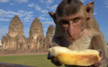 Małpi bufet gratką dla turystów