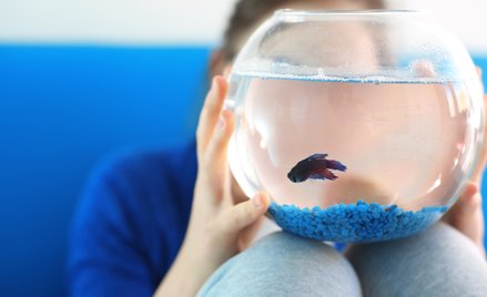 Włochy: Zakaz hodowania rybek w kulach. Chodzi o maltretowanie zwierząt