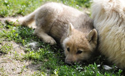 Młody wilk polarny z mamą