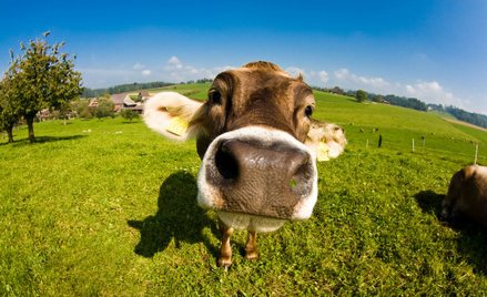 Rabin gratuluje ministrowi rolnictwa: Ubój koszerny jest humanitarny