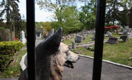 Cmentarz dla zwierzaków