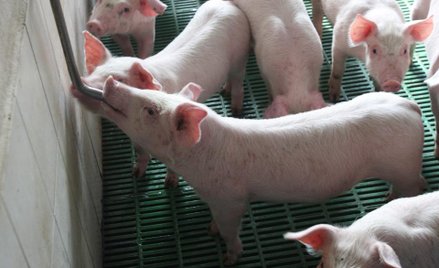 ASF pod większym nadzorem