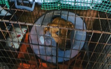 Jeszcze w połowie stycznia powiatowy inspektorat w Garwolinie przekonywał, że psy w Sobolewie są w b