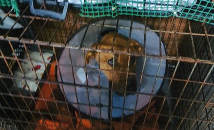 Jeszcze w połowie stycznia powiatowy inspektorat w Garwolinie przekonywał, że psy w Sobolewie są w b