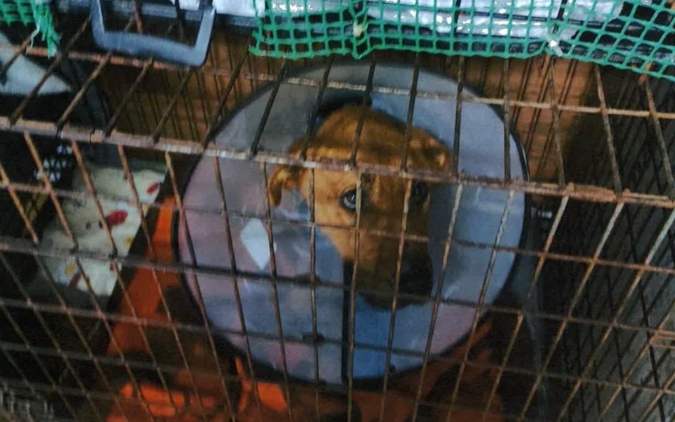 Jeszcze w połowie stycznia powiatowy inspektorat w Garwolinie przekonywał, że psy w Sobolewie są w b