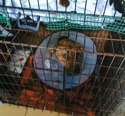 Jeszcze w połowie stycznia powiatowy inspektorat w Garwolinie przekonywał, że psy w Sobolewie są w b