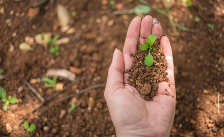 Rośliny mierzą się z różnymi wyzwaniami: zmianami temperatury, suszą, niedoborem światła, atakami sz