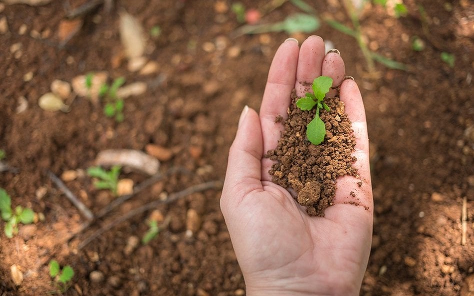 Rośliny mierzą się z różnymi wyzwaniami: zmianami temperatury, suszą, niedoborem światła, atakami sz