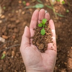 Rośliny mierzą się z różnymi wyzwaniami: zmianami temperatury, suszą, niedoborem światła, atakami sz