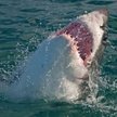 Z pięściami na rekina. Australijski surfer uratował żonę