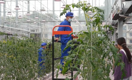 Skandal z pochodzeniem pomidorów uderza w chiński eksport