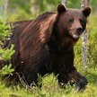 Na Podkarpaciu żyje 90 proc. wszystkich polskich niedźwiedzi.