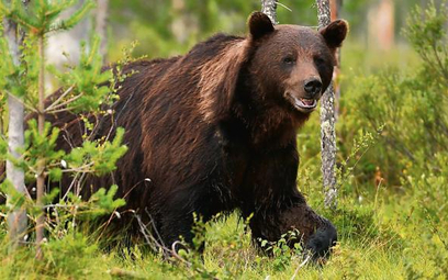 Na Podkarpaciu żyje 90 proc. wszystkich polskich niedźwiedzi.