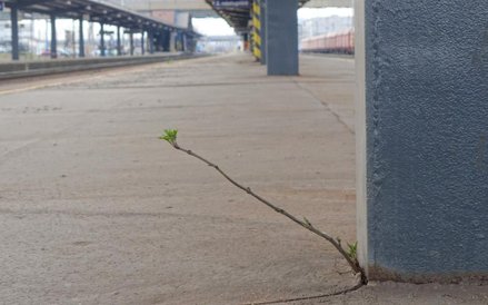 Igor Przybylski, Niepokorny, 2015