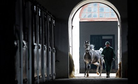 Stadnina, która rozsławiła polskie konie