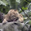 Belgia: Lwica uciekła z wybiegu, ludzie chowali się w sklepie