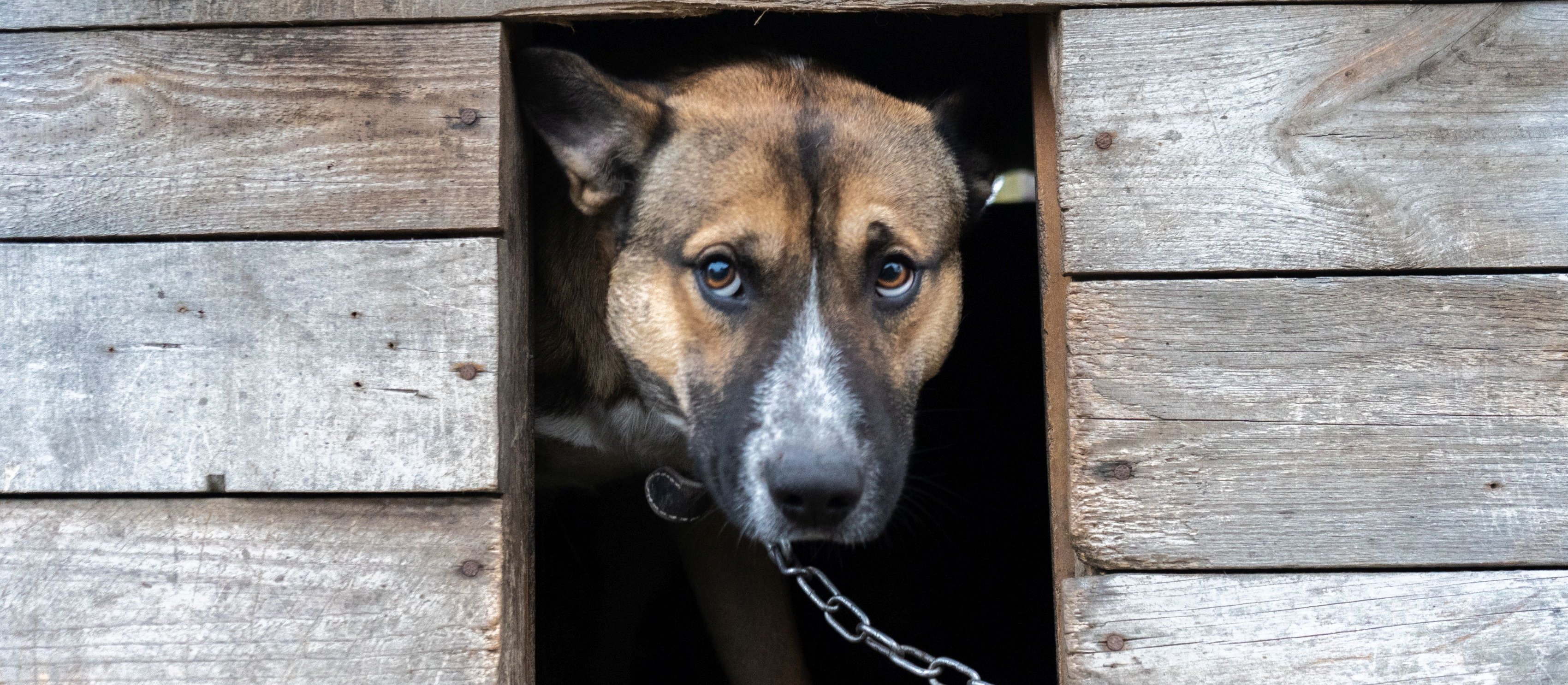 Bogusław Chrabota: Nawrocki przegra z łańcuchem?