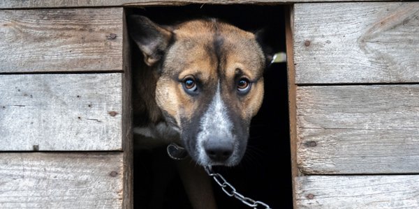 Bogusław Chrabota: Nawrocki przegra z łańcuchem?