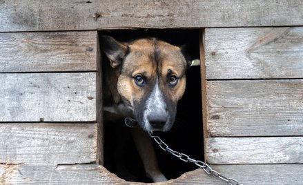 Bogusław Chrabota: Nawrocki przegra z łańcuchem?