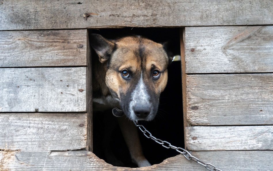 Bogusław Chrabota: Nawrocki przegra z łańcuchem?