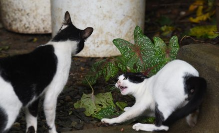 Zastrzelił kota sąsiadów, bo ten atakował jego kotkę. Prokuratura nie odpuszcza