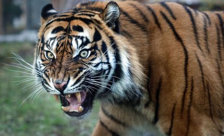 Zoo może poświęcić jelenie, by ratować tygrysa i lamparta