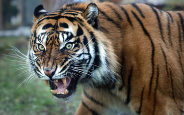 Zoo może poświęcić jelenie, by ratować tygrysa i lamparta