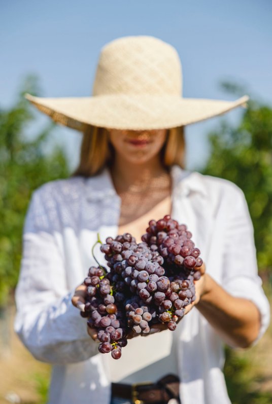 Oprowadzamy po winnicy z sommelierem, organizujemy degustacje w nowo powstałym winebarze i zrewitali