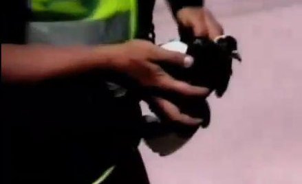 Gołąb przemytnik schwytany przez policję