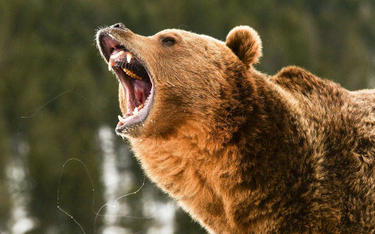 Mężczyzna przeżył miesiąc w jaskini niedźwiedzia pijąc własny mocz? Fake news z Rosji