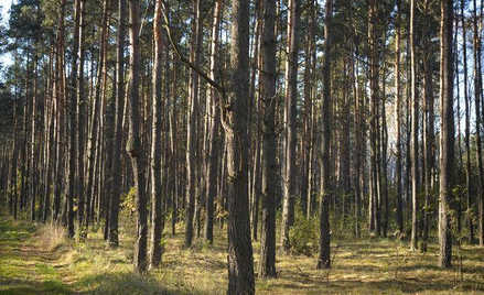Podatek od nieruchomości: budynek nadleśnictwa bez preferencji