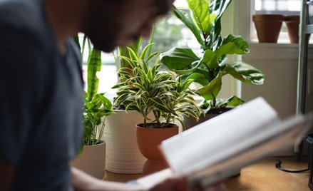 Zdaniem firmy Market Research Future, do 2030 roku globalna wartość branży sztucznych roślin wzrośni