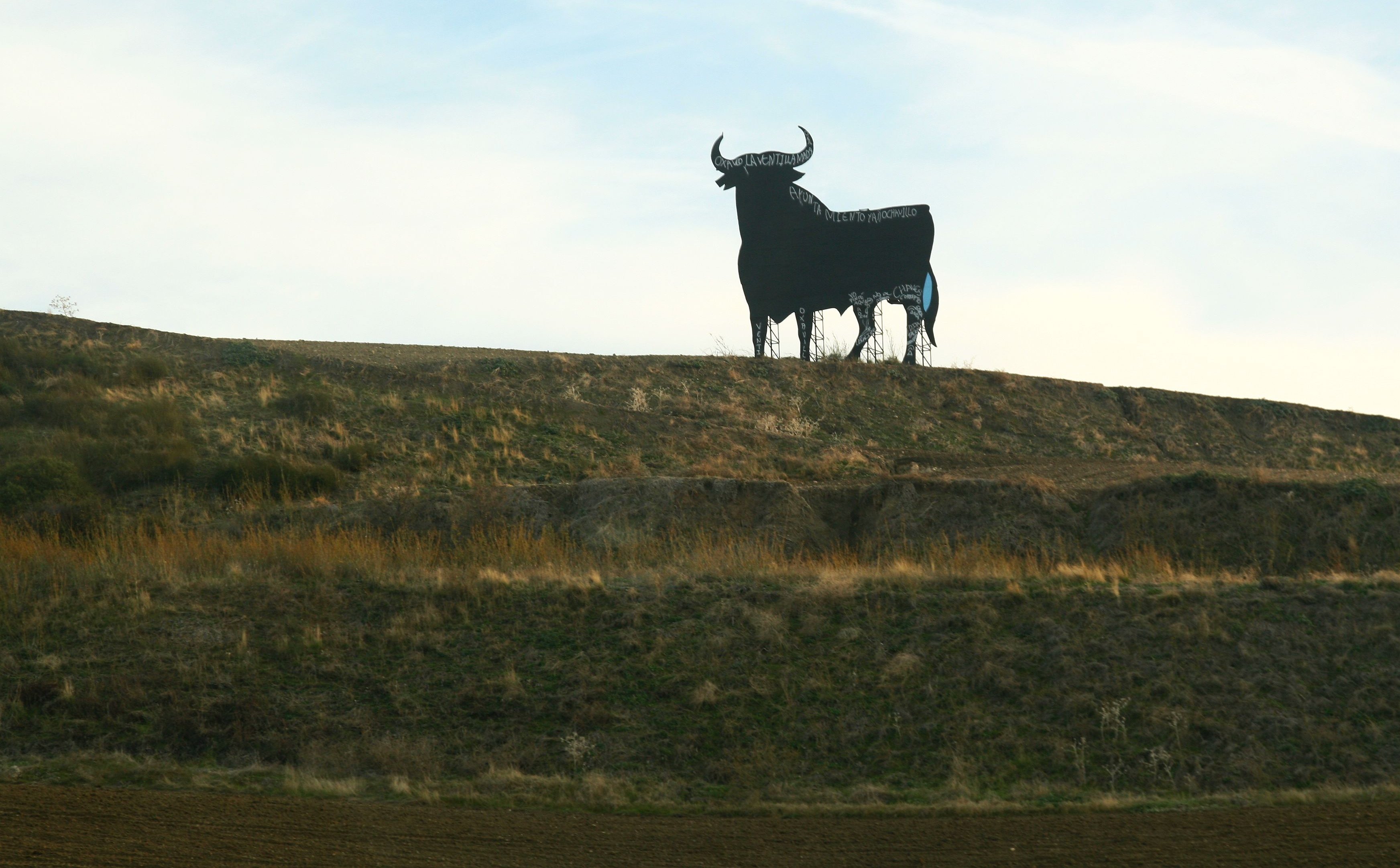 Hiszpania kłóci się o byka – megalomania narodowa czy nowa atrakcja turystyczna?