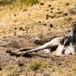 Australia: Dwa razy więcej kangurów niż ludzi
